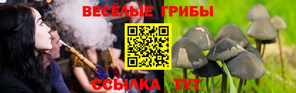 Галлюциногенные грибы Cubensis Касимов